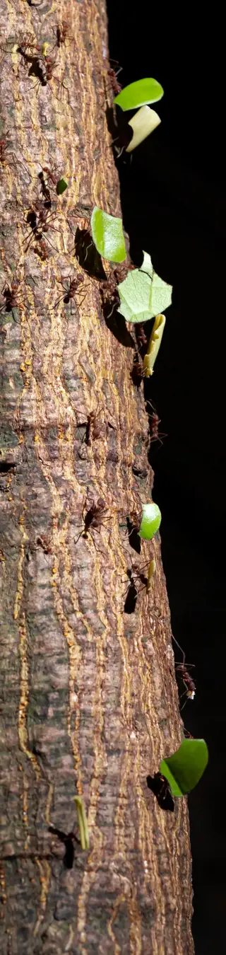 Unternimm eine Ameisen Tour in Hormigas Stadt
